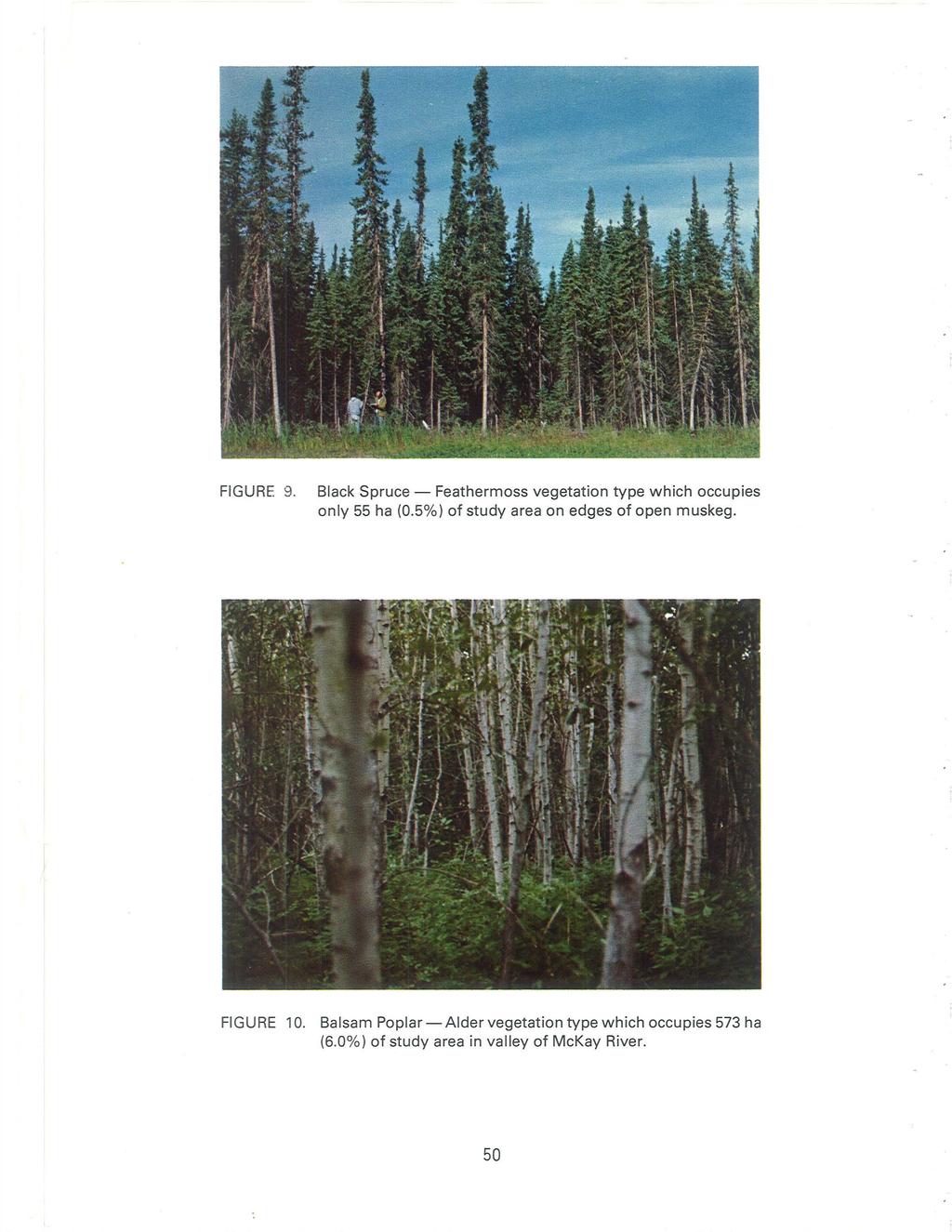 FIGURE 9. Black Spruce - Feathermoss vegetation type which occupies only 55 ha (0.