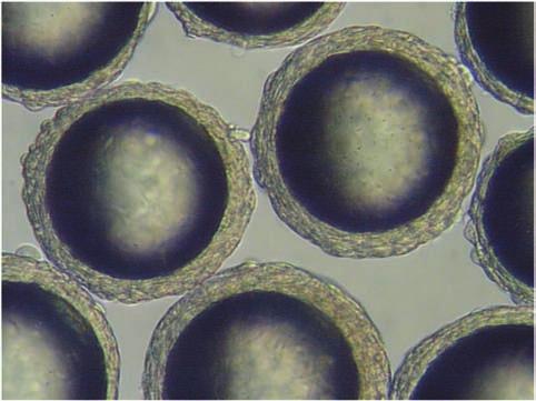 Figure 2 Vero Cells Day 7 Vero cells on Collagen microcarriers in the PadReactor bioreactor 2. Materials and Methods 2.