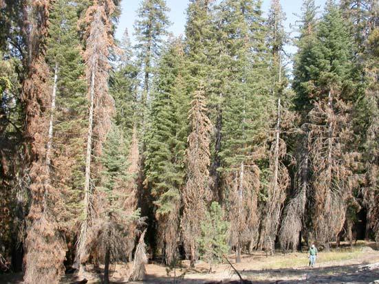 warm period insects Ponderosa pine, Jeffrey pine, white fir die