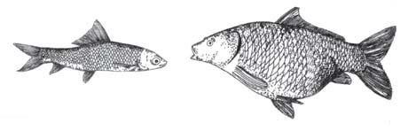6) can use all the food in the pond without competing with each other. This increases the fish yield from the pond. Macrobrachium rosenbergii (fresh water) Peneaus monodon (marine) (a) (b) Fig. 15.
