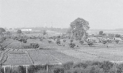 Figure 5.17 (a): Vegetables being grown in the vicinity of the city supervised against diseases.