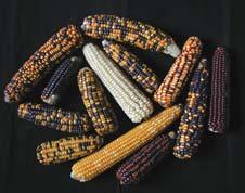 Brazil is the leading producer followed by Columbia and India. Do you know? Maize is also know as corn. Various colourful varieties of maize are found across the world.