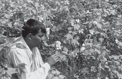 Cotton and jute are two main fibre crops grown in India. Cotton Cotton is a tropical crop grown in kharif season in semi-arid areas of the country.