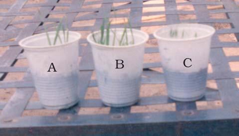 Take the same amount of soil in glass C without adding anything [Fig. 1.3(a)]. Now pour the same amount of water in each glass and plant the seedlings in them.