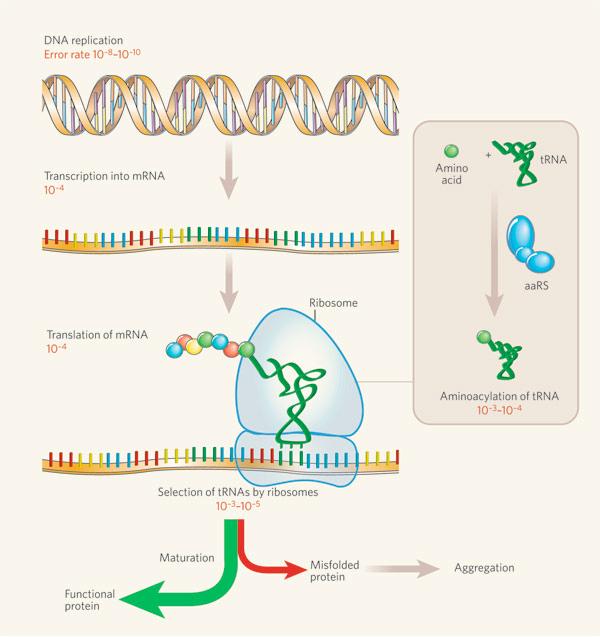 Gene finding Recall the "Central Dogma" and the centrality of genes DNA Transcription RNA Translation DNA molecules contain information about how to create proteins; this is transcribed into RNA