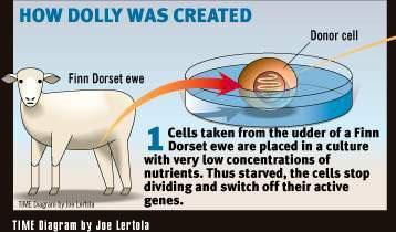 Cloning of Dolly Source:http://www.biology.iupui.