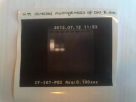 9. Results and conclusions 13.07.12 10 µl was loaded in each well on a 1% agarose gel, with ladder: 100 bp plus.