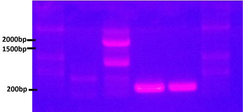 1% agarose gel The one band between 1500 and 2000bp have the right length as well as