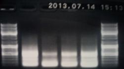 PCR 12.