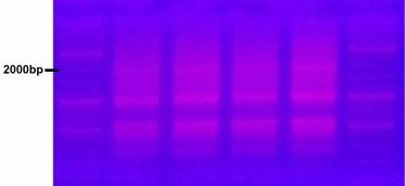 the PCR was run again 3 was run an on 1% agarose gel The slighter