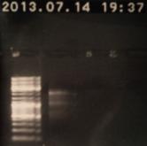 PCR product was run on another gel.