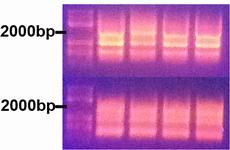 13.07.15 The PCR with the band at 2000bp seen above as template was run on a 1% agarose gel There was no PCR product, and the PCR was done again. Results for new PCR: Ladder: Red. 1 % agarose gel.