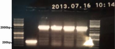 7% agarose gel First lane is from the control plate and the next four are from plates with Dxs insert.