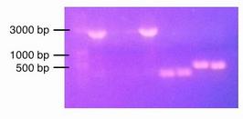 Well 5-8 contains colony PCR of cells transformed with dxs (B. sub) in psb1c3.