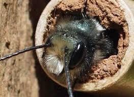 When they emerge from the nest, Mason bees are very hungry, and they eat a lot of pollen for its protein.