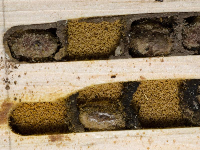 Protecting Mason Bees How do Mason Bees Survive without a Hive? Each generation of Mason Bees only live for a year. When they emerge from hybernation then start mating.