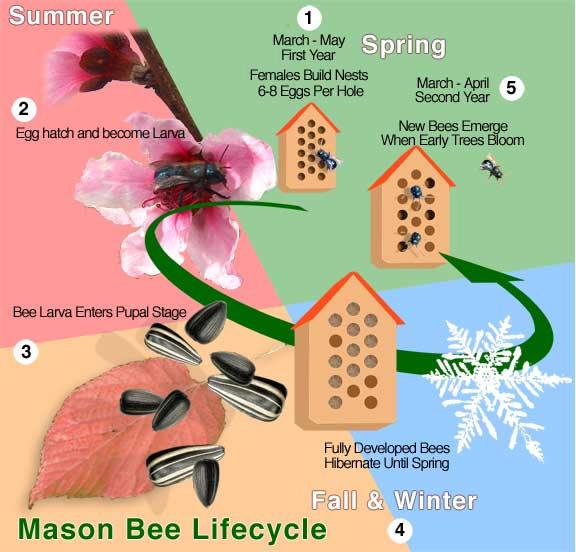 Mason Bee Life Cycle From http://www.nativepollinator.com/ March or April: The males emerge first and begin sunning themselves waiting for the females.