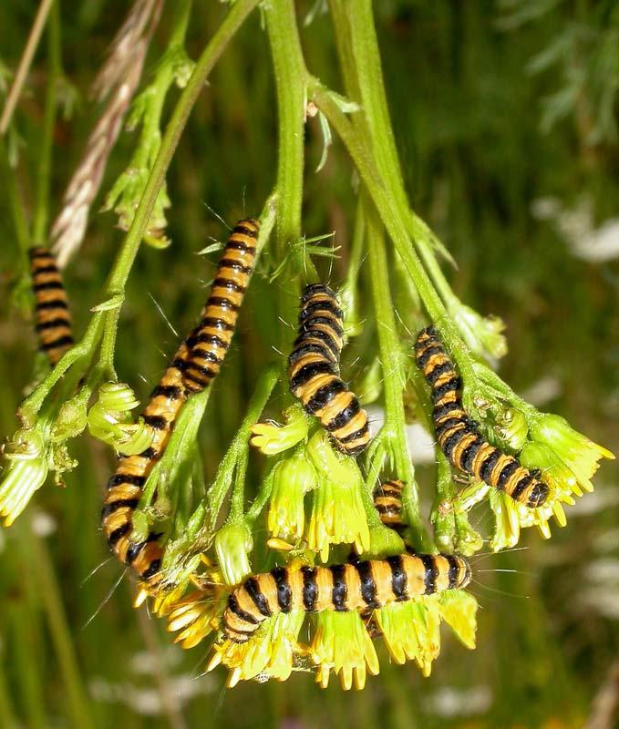 The caterpillar larvae of the Cinnabar moth eat Tansy Ragwort so heavily that the flower has a hard time surviving.