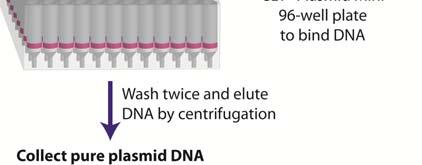 On completion of the protocol, the plasmid DNA is