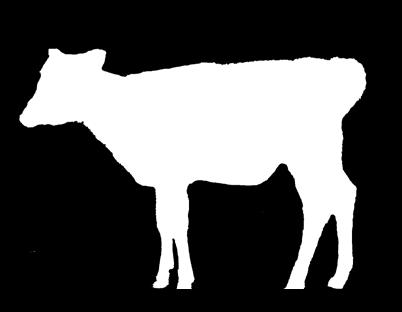 Holstein-Friesian and