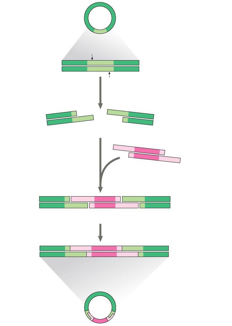 Figure 20.6 Bacterial plasmid Restriction site 1 2 3 5 C DN C Restriction enzyme cuts the sugar-phosphate backbones at each arrow. 5 C Base pairing of sticky ends produces various combinations.