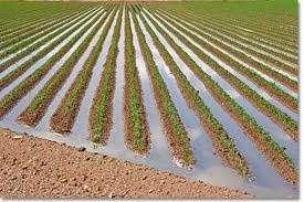 Surface Irrigation Fig. 1.Surface Irrigation In surface irrigation systems, water moves over and across the land by simple gravity flow in order to wet it and to infiltrate into the soil.