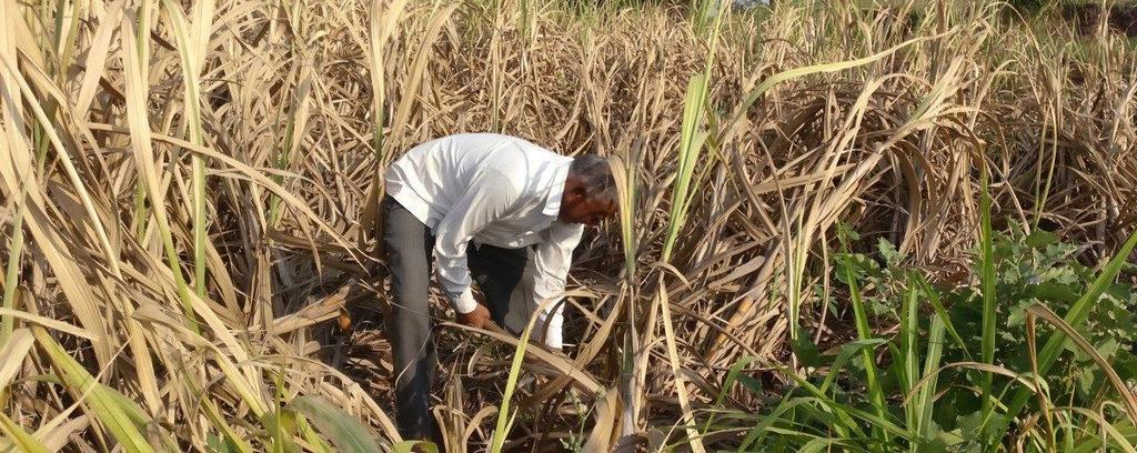 Grub Infestation Could Reduce Maharashtra's Sugar Output by 10% By Rajendra Jadhav October 17, 2018 The grubs that feed on the roots of cane plants can only be eradicated by pulling out the crop,