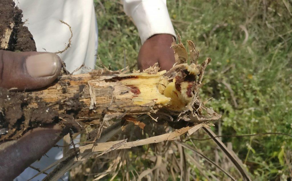 Sopan Salunkhe, a farmer, shows a sugarcane stalk that he said was infected by white grubs at his farm in Wadwal village in Solapur district in Maharashtra, October 12, 2018.