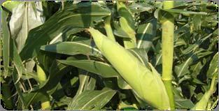 rainfed maize and rainfed cowpea) Yield effects = agricultural value fall between US $85 - $243