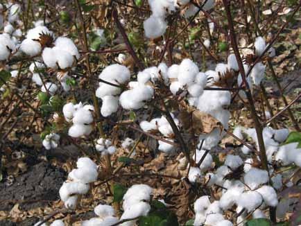 By: Dr S. Maheskumar COTTON: INDIA s WHITE GOLD In spite of having one of the lowest yields per hectare in the world, overall, Indian cotton is doing well, both domestically and globally.