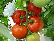 VEGETABLE CROPS ACREAGE, PRODUCTION AND 2007-2006 CROPS TOMATOES-PROCESSING MISCELLANEOUS ACREAGE PRODUCTION YEAR HARVESTED PER ACRE UNIT PER UNIT 2007 6,500 43.9 724,350 Ton $63.