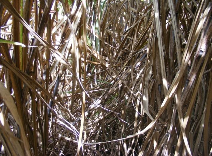 Use Recommendation to Manage Growth and Sugar Yield Crop Use Rate (fl oz/a) Use Recommendation Sugarcane 11-19 Apply Moddus TM 28-60 days prior to harvest to increase sugar yield and/or extend
