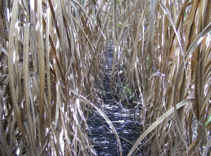 Moddus per acre per crop season. 3) Do not apply to cane under stress from lack of water, poor fertilization, abnormal temperatures, or disease. 4) Results may vary according to the variety.