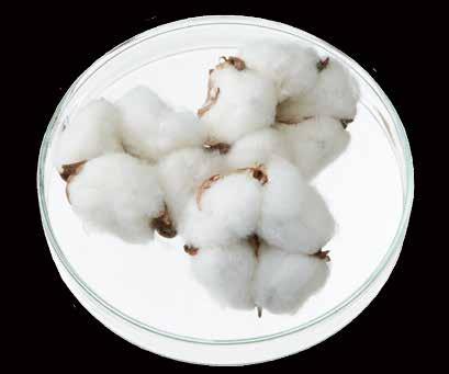 machine 1997 Acquire ISO 9001 (quality) certification Cotton flower Cotton seed 1999 Decommission hank-type spinning machine First shipment of Bemberg,