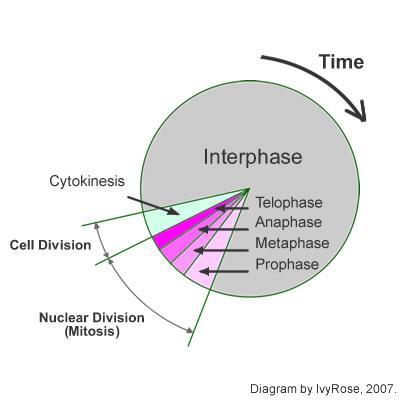 Vocab Word 1: Interphase Interphase is the phase of the cell cycle in which a typical cell spends most of its life. During this phase, the cell copies its DNA in preparation for mitosis.