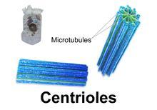 Vocab Word 11: Centrioles When two centrioles are found next to