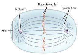 Centrioles: Small organelles near the nucleus that help the cell