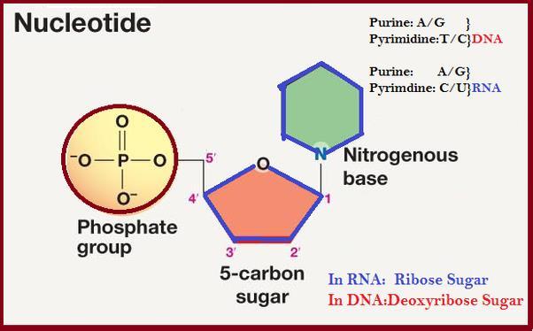 Vocab Word 14: Nucleotide Nucleotides are the building blocks of nucleic acids; they are composed of three subunit