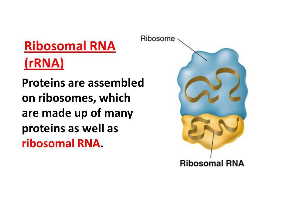 Vocab Word 15: Ribosomal rrna Ribosomal RNA (rrna), molecule in cells that forms part of the