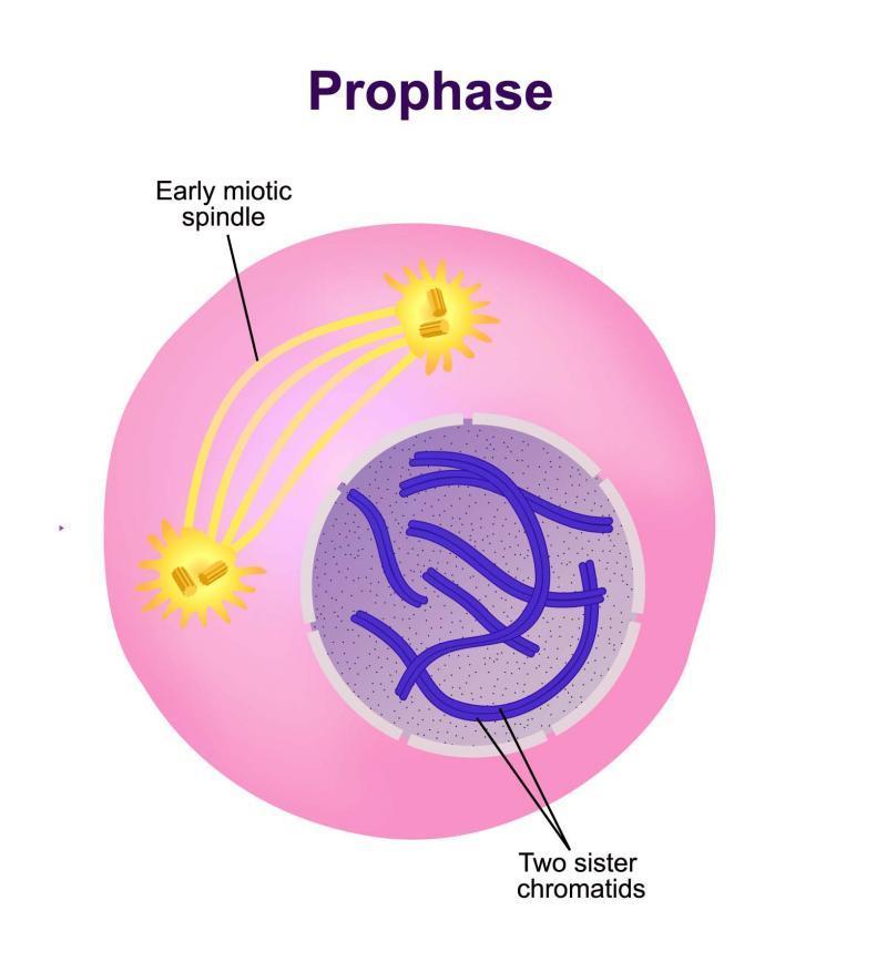 The first prophase of meiosis includes the reduction division. Prophase - Pro means first.