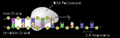Vocab Word 20: Polymerase A DNA polymerase and RNA polymerase are used to assemble DNA and RNA molecules, respectively, by copying a DNA template strand using