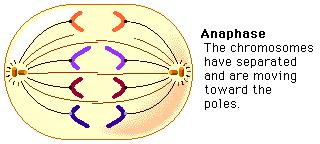 Vocab Word 4: Anaphase Anaphase (from the Greek ἀνά, "up" and φάσις, "stage"), is the stage of mitosis after the metaphase when