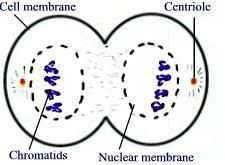 During telophase, the effects of prophase and prometaphase (the nuclear membrane and nucleolus disintegrating) are reversed.