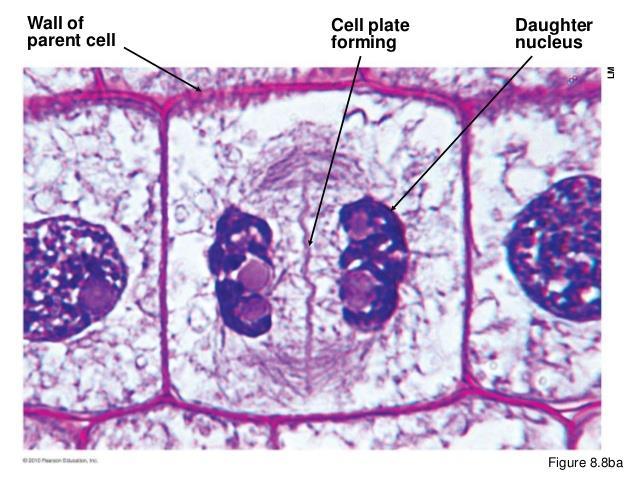 Vocab Word 7: Cell Plate Cytokinesis in plants occurs by cell plate formation.