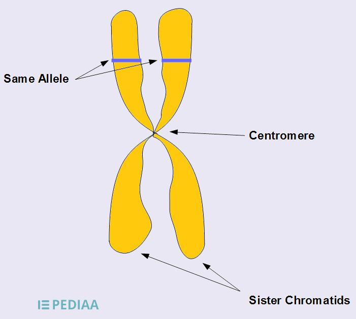 Chromatid: A chromatid is one-half of two identical copies of a replicated chromosome.