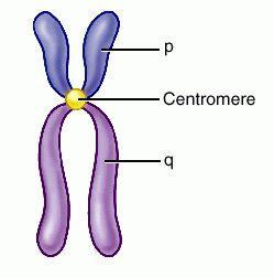 Vocab Word 9: Centromere The centromere is the specialized DNA sequence of a chromosome that links a pair of sister chromatids (a dyad).
