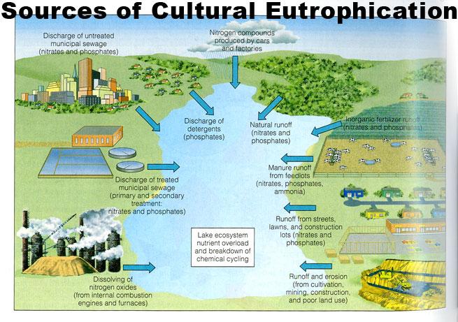 Cultural Eutrophication Human inputs of nutrients from the atmosphere and urban and agricultural areas can