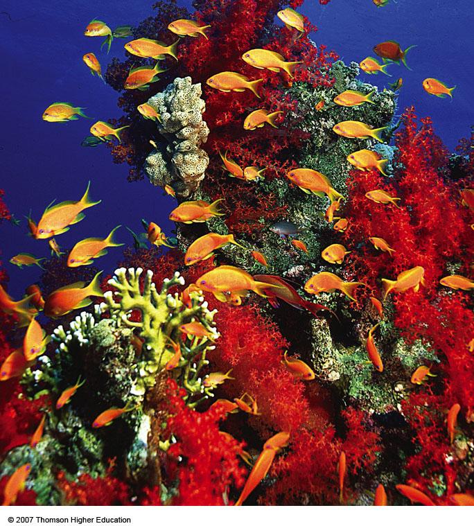 Coral Reefs Worlds most productive ecosystem Colonies of coral animals