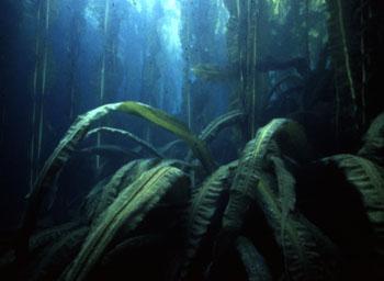 Kelp Forests The largest of the brown algae, many reach