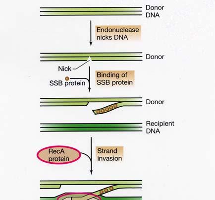 Genetics (see text pages 257-259, 267-298) Remember what it is we want to address: How is it that prokaryotes gain new genetic ability? The cells are haploid and reproduce by fission.